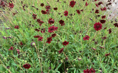 cosmos atrosanguineus